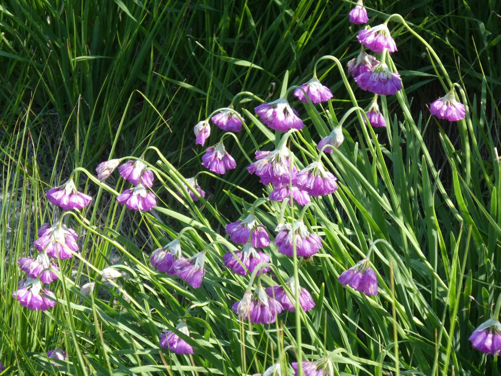 Allium narcissiflorum / Aglio piemontese